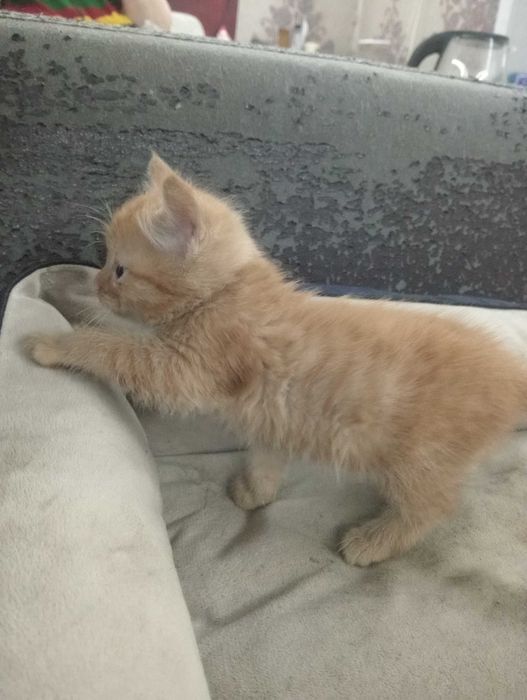 Котята рыжие в хорошие руки