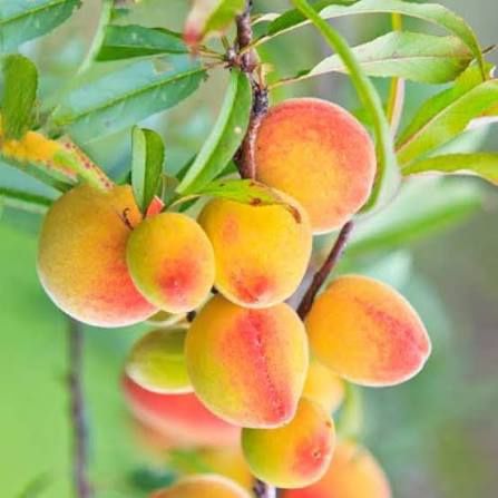 Pomi Fructiferi Clasici