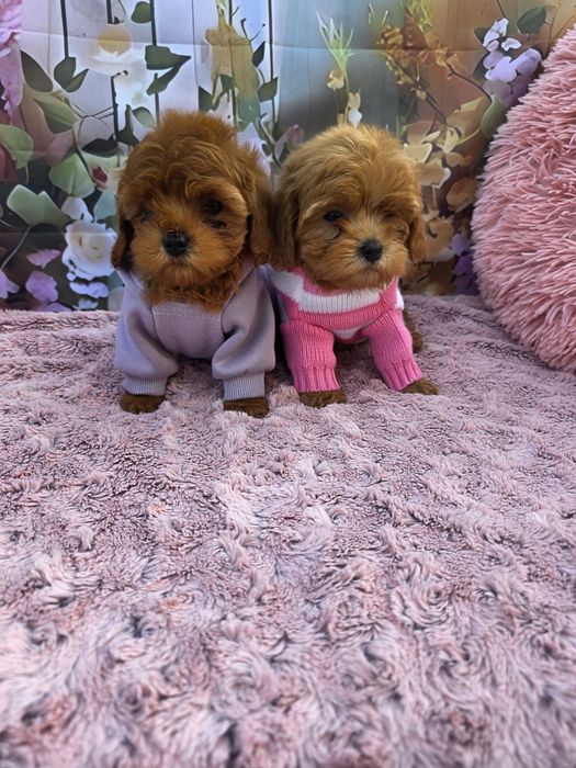 Всички ваксини!Малтипу момичета/майка малтипу баща тийкъп пудел