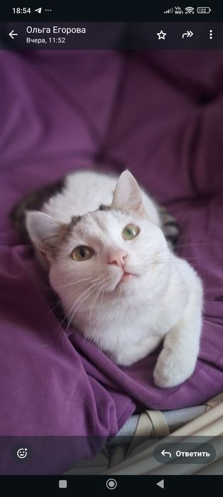 Отдам кастрированного котика