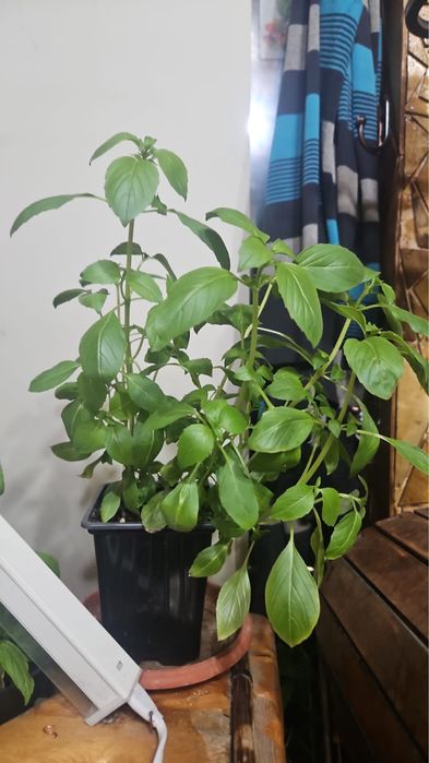 Саженцы грецкого ореха