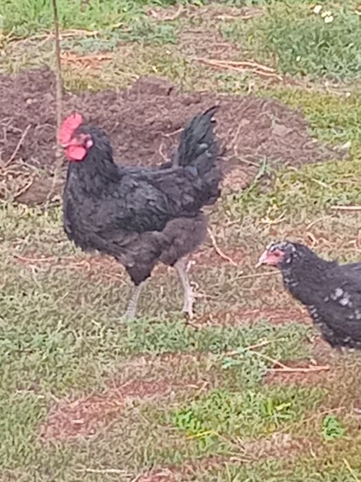 Үйдің тауықтарын сатам