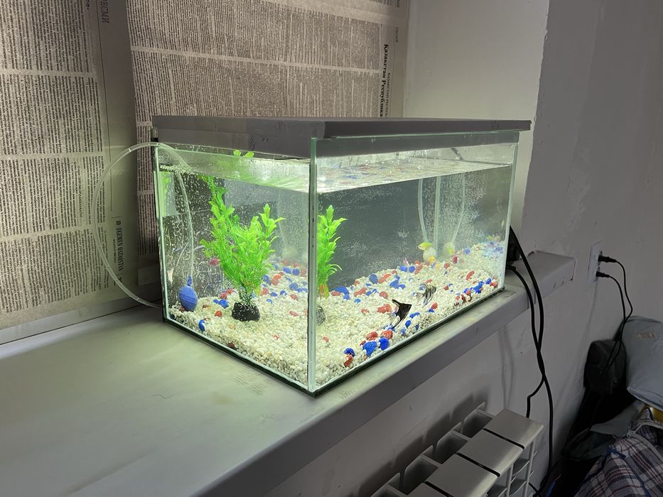 аквариум 20л с рыбками