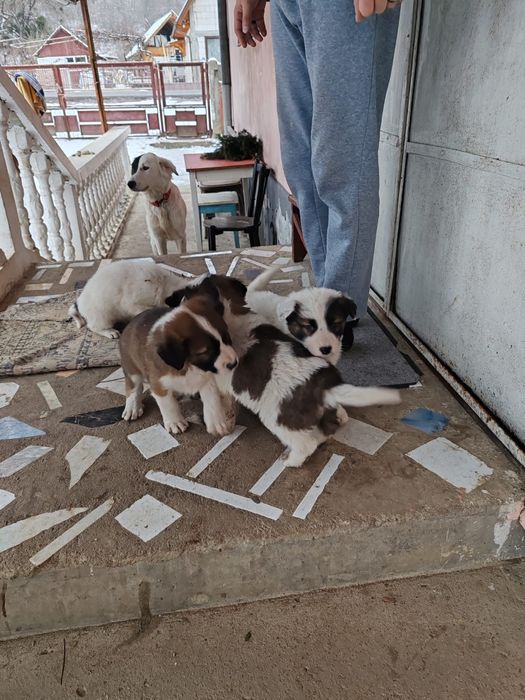 Catelusi de talie mare