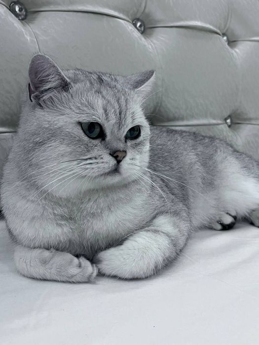 Мушукчалар сотилади британский шиншилла голд и силвер. Sotiladi mushuk