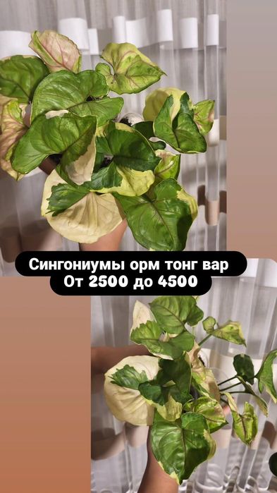 Сингониумы. Комнатные растения