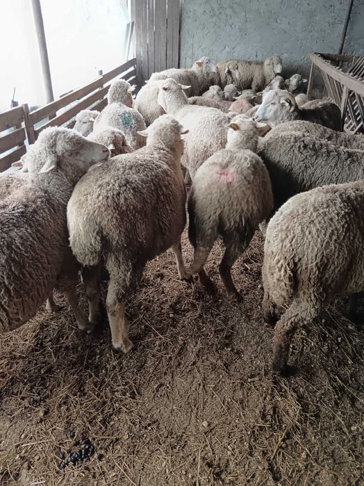 Oi de vânzare 20 de bucati