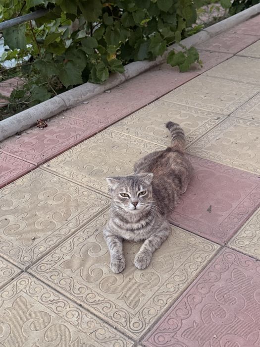 Кошка 1 год Отдам в добрые руки