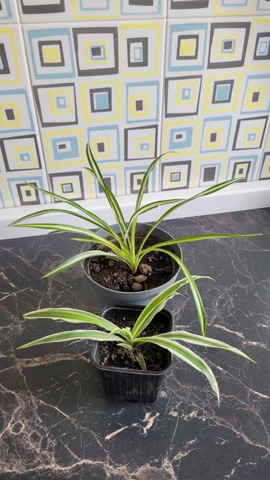 Продам рео,хлорофитум, алоэ