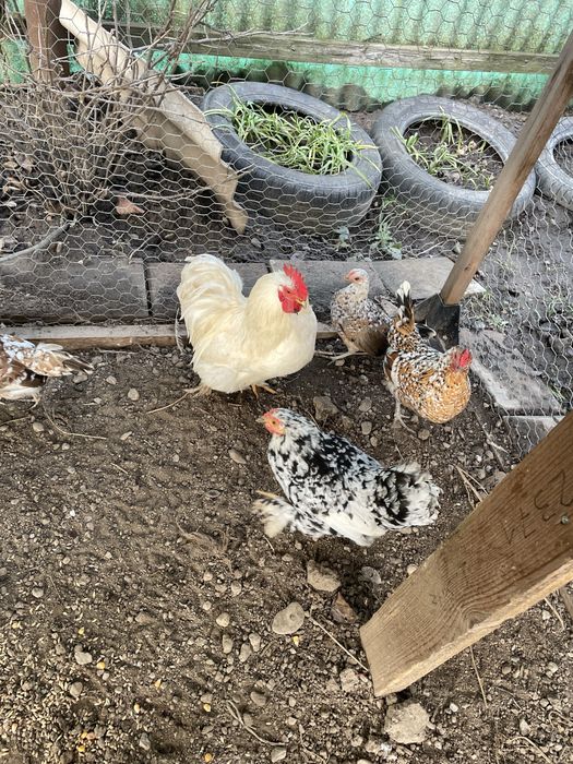 Vand gaini americane