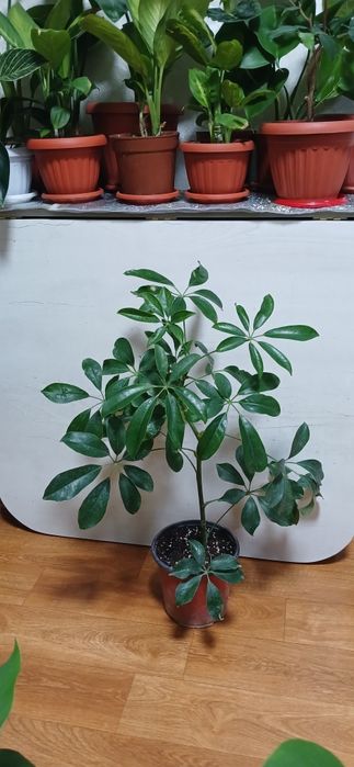 Комнатные растения от 2500