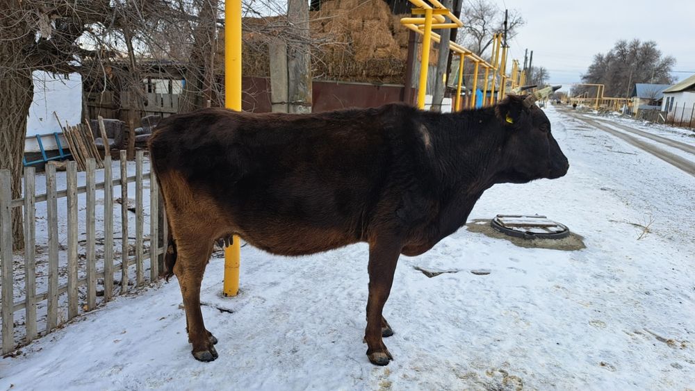 Продам Корову и бычок