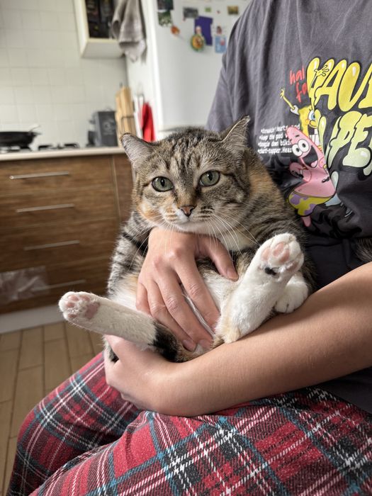 Отдаем кошечку в добрые руки