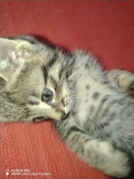 Отдам котят бесплатно
