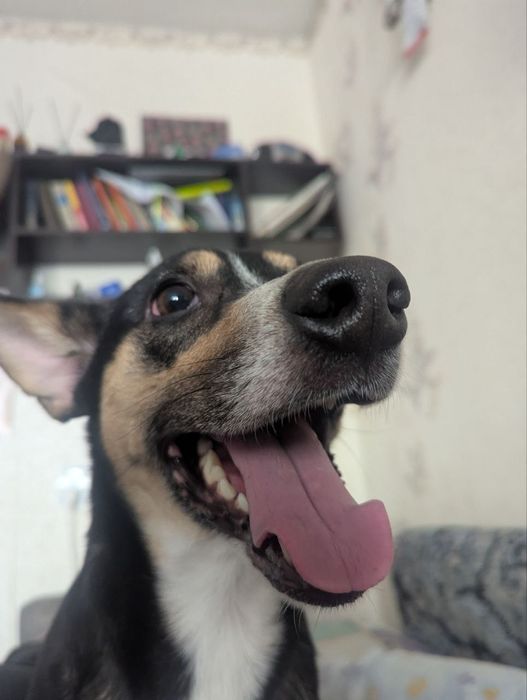 Дом и родители для Локи