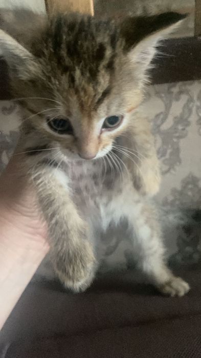 Котята домашние девочки