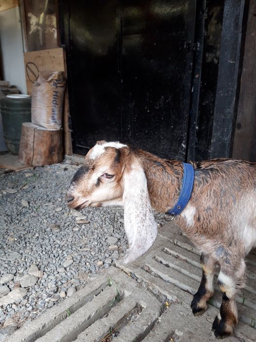 Țăpișor capre anglonubiene