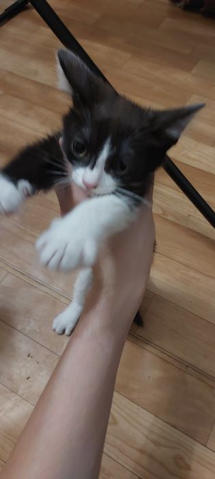 Отдам котёнка в добрые руки