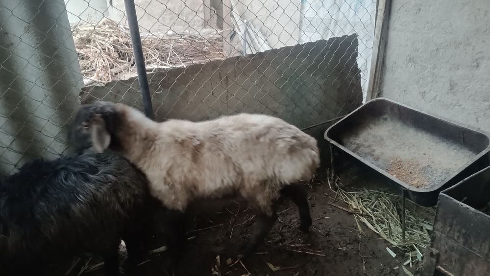 Кошкар сатылады 2 дана