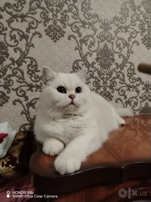 Вязка    British Shorthair