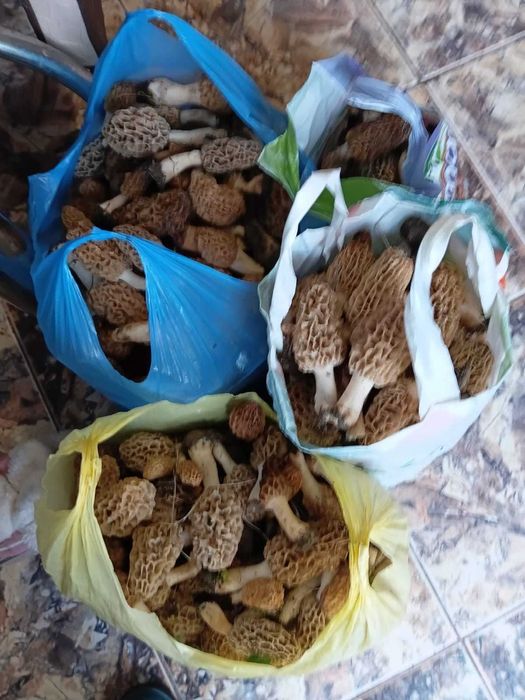 Morcela esculenta disponibili