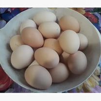 Продается инкубационные куринные яйца