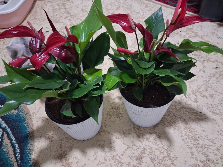 Комнатные цветы для Вашего уюта!!! Хона гуллари!!!