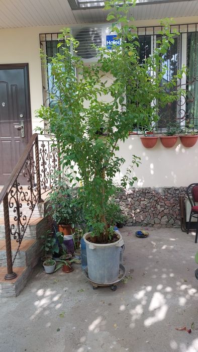 Продаётся привитая  цветущая берёза высота 3м