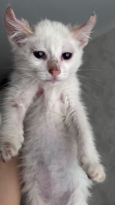 Котенка, девочка в добрые руки