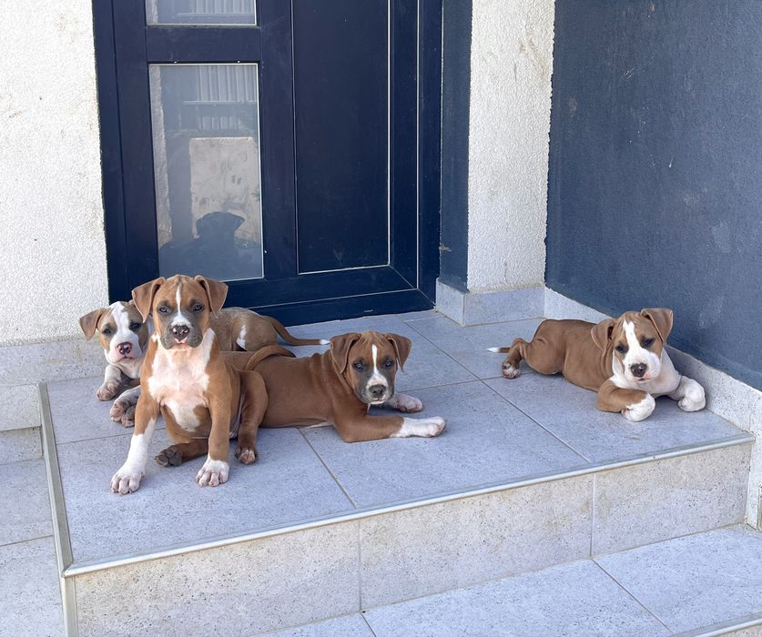 Mascul  Amstaff cu pedigree