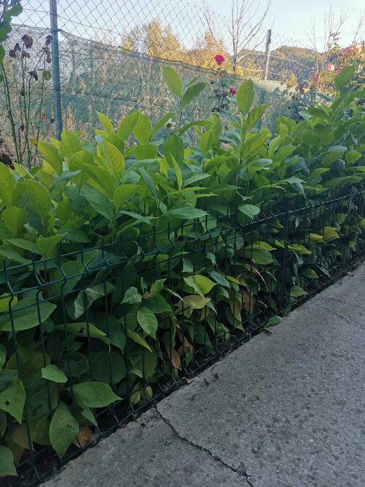 Vand puieti de magnolii