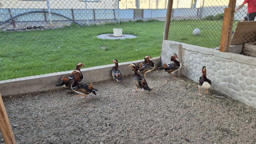 Утки мандоринки.