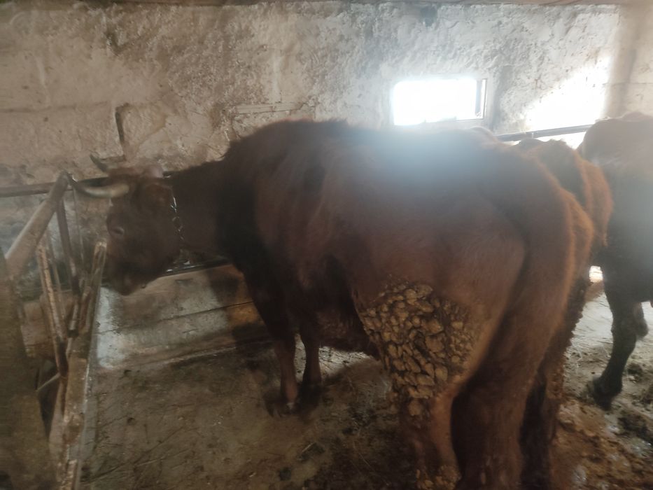 Тёлочек годовалых