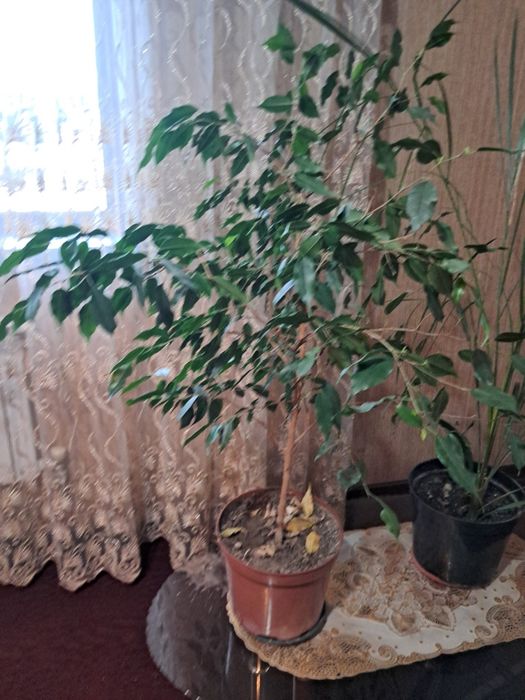 Продам большие комнатные цветы