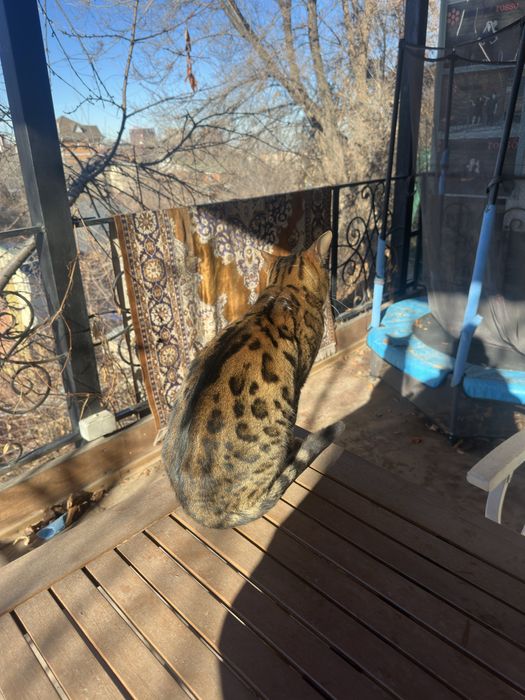 Кошка Бенгальская