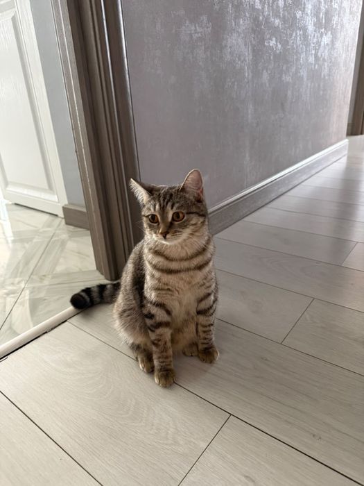 Отлам кошку даром