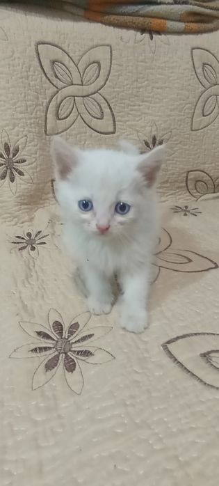 Продам котят ангорка.