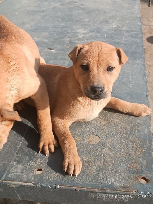 Продаю собак девочки