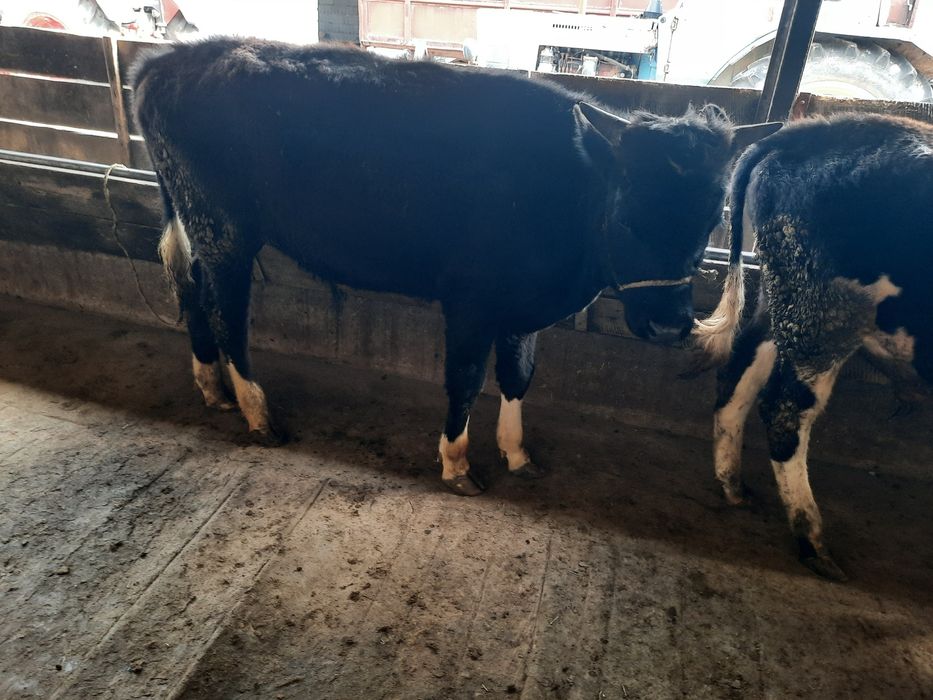 Бұқалар сатылады