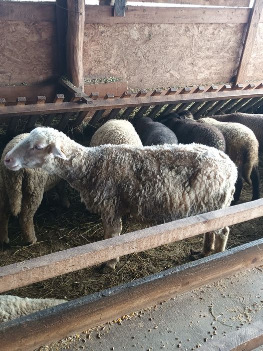 Oi fatate de vânzare