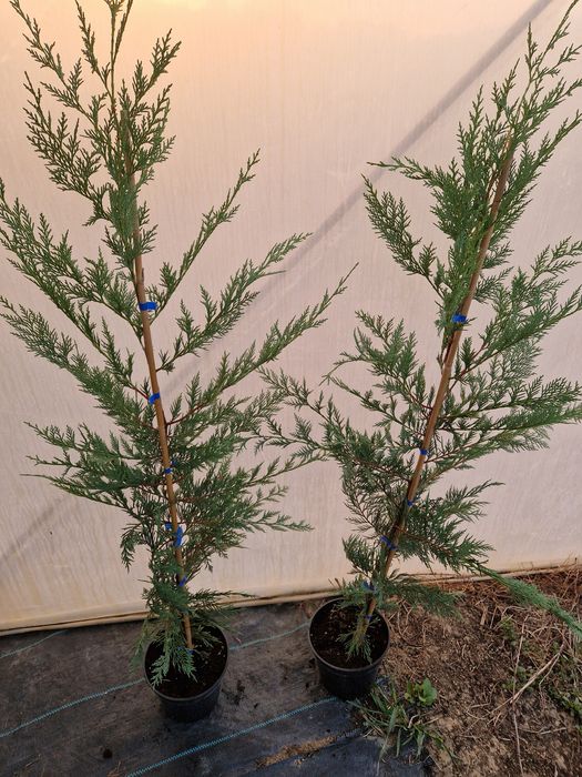 Leylandii de la producător!