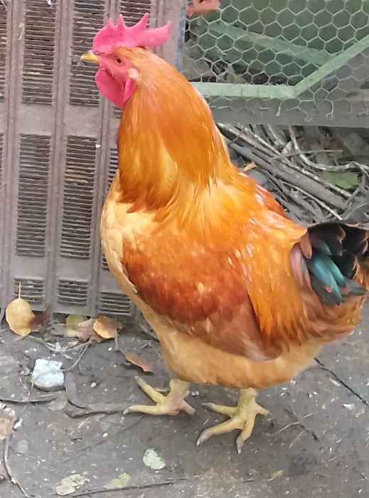 Vând cocoș araucana negru