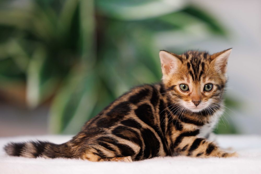 Бенгальские кошки