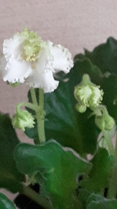 Фиалки сортовые по 2000 тг