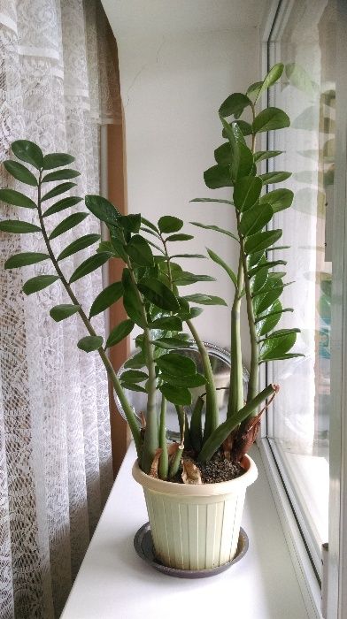 Продам цветок Фиалка