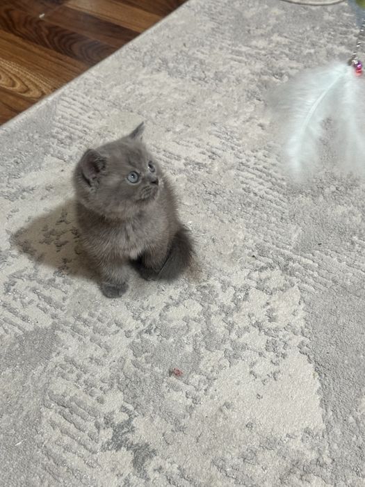 Шатландские котята