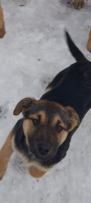 Отдам щенков в добрые руки