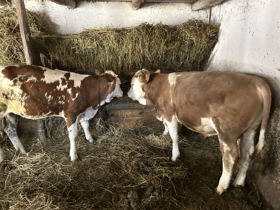 Vand un tauras si doua vitele