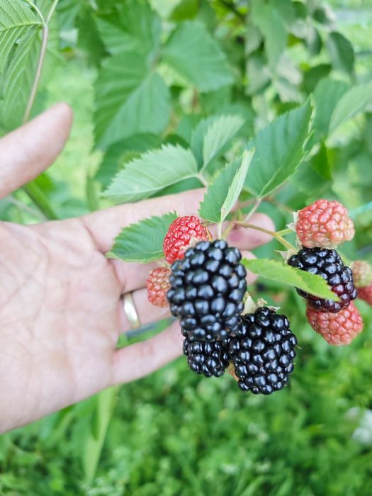 Vând butași de mure – soi Thornfree