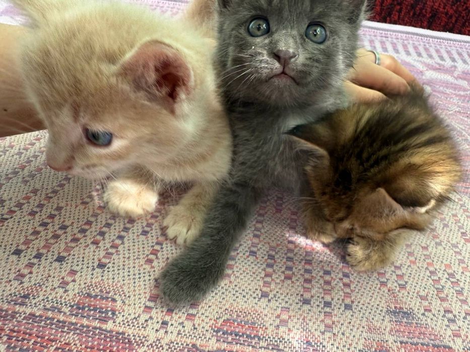 Продаются котята